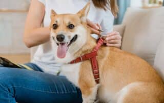 types of dog harnesses