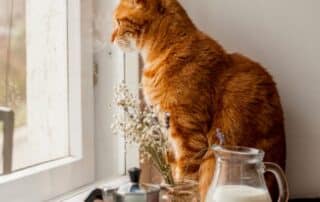 what do you reccomend for a new kitten