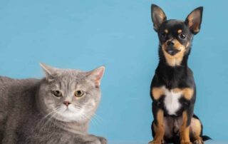 what is better a dog or cat