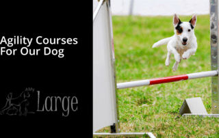 Agility Courses For Our Dog - My Little and Large Pet Products Marketplace