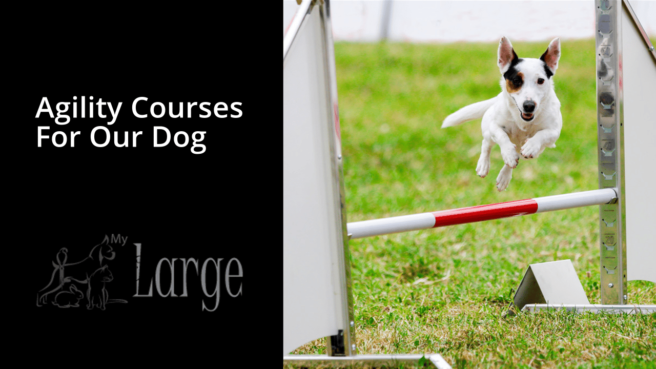 Agility Courses For Our Dog - My Little and Large Pet Products Marketplace