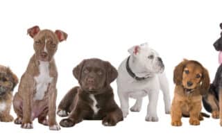 best way to train a puppy my little and large pet marketplace