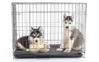 how to crate train your puppy my little and large pet marketplace