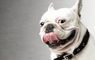 dog collar vs dog harness my little and large pet marketplace