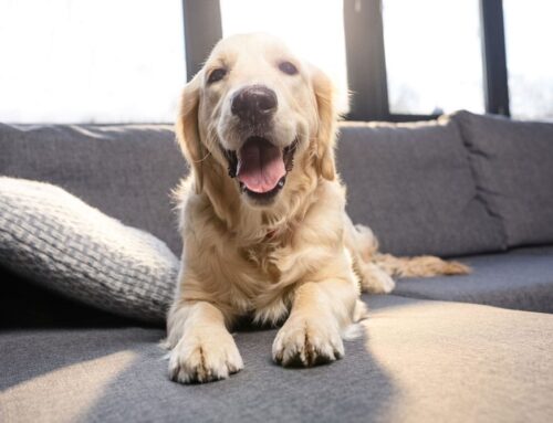 Is Air Conditioning Good for Dogs? (Vet-Informed Guide)
