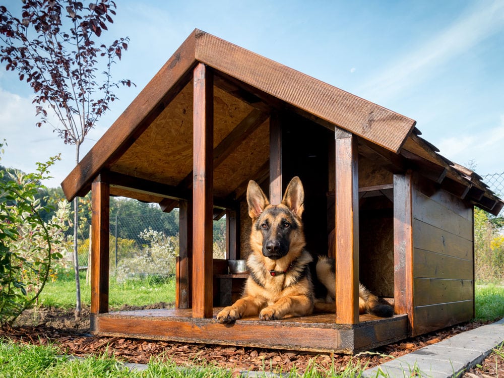 my little and large pet marketplace celebrates the sale of 100 air conditioned dog houses