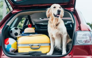 a closer look at kurgo pet travel accessories essential gear for the modern pet owner my little and large