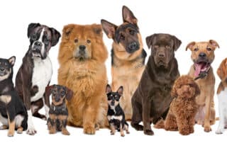 exploring kurgo pet products a comprehensive review my little and large