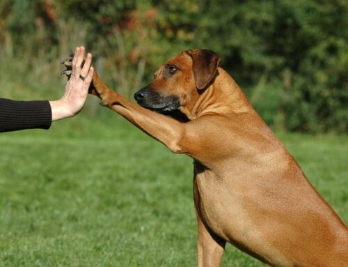 Investing in Your Pet’s Care: Kurgo Pet Products Stand Out