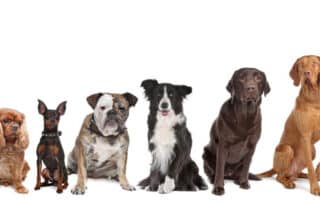 kurgo vs. competitors a thorough comparison of leading pet products my little and large