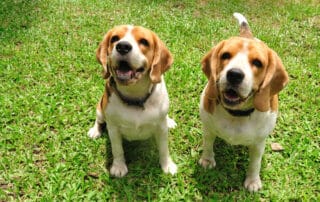 making the most of your dogs outdoor experiences with kurgo pet products my little and large