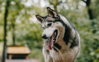 maximizing comfort and safety with kurgo pet harnesses an essential guide to optimal pet care my little and large