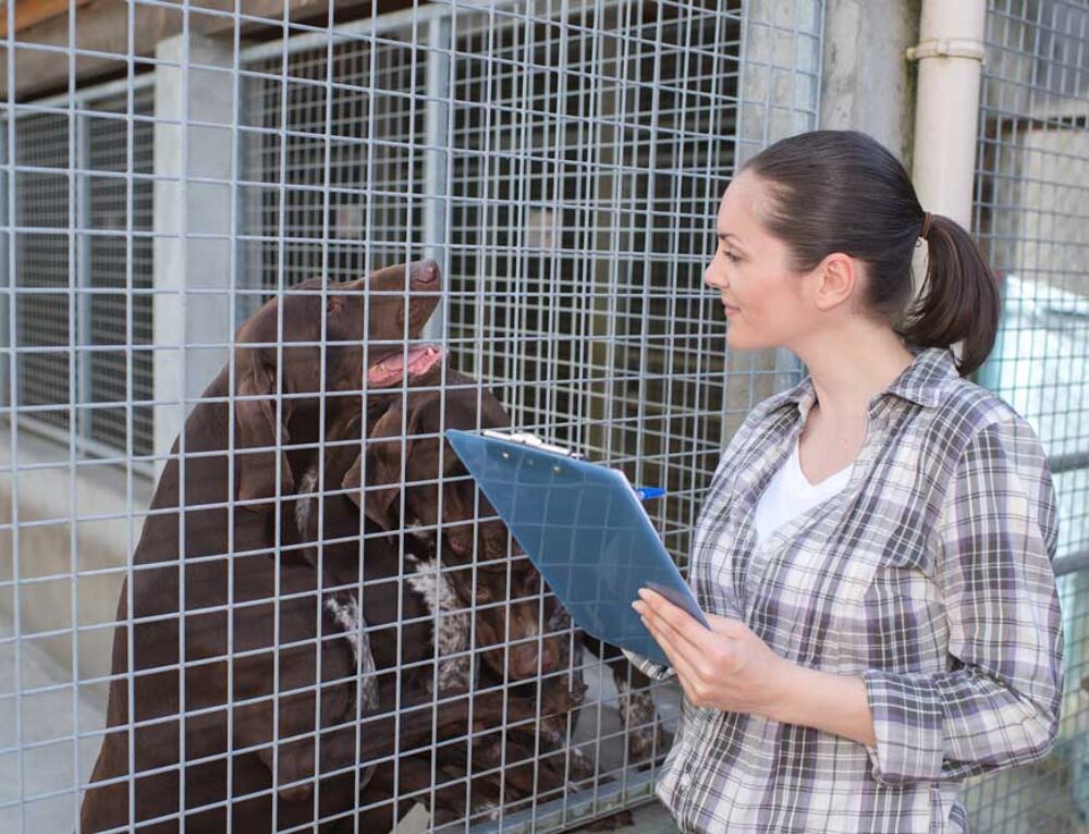Air Conditioned Dog Houses Pet Comfort In The Heat My Little & Large