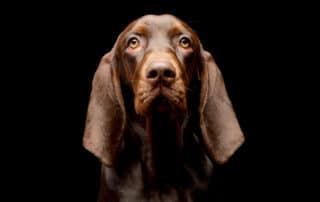 "DIY solar heated dog house built with renewable energy solutions from My Little and Large. Click to learn how to create an eco-friendly shelter for your pet."