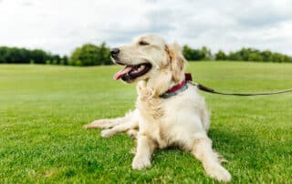 "Eco-friendly solar heated dog house by My Little and Large. Click to explore how solar power provides year-round comfort for your pet."