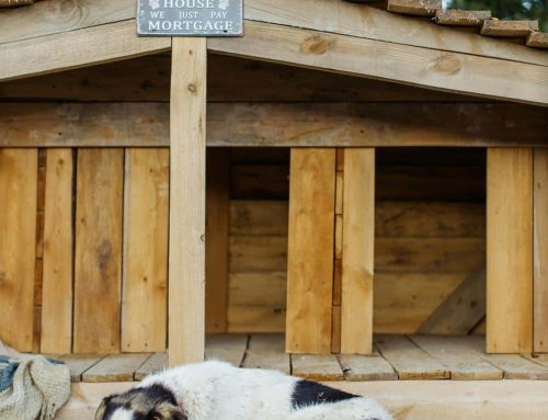 Ultimate Guide to Solar Heated Dog Houses: Eco-Friendly Warmth for Your Pup