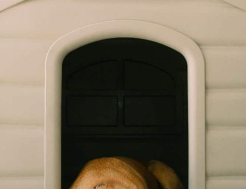 Top 7 Solar-Powered Dog Houses for Cold Weather in 2025