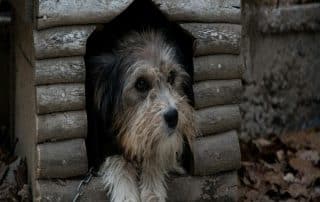 "Image of My Little and Large solar heated dog house with solar panel and insulation—help your pet stay warm and safe. Click to shop solar solutions."