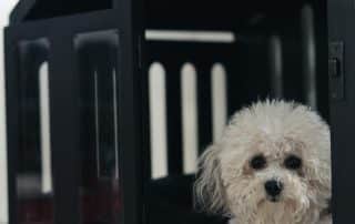 “My Little and Large solar heated dog house in snowy field, emitting visible interior warmth—protect your pup from cold with sustainable heating. Click to learn more.”