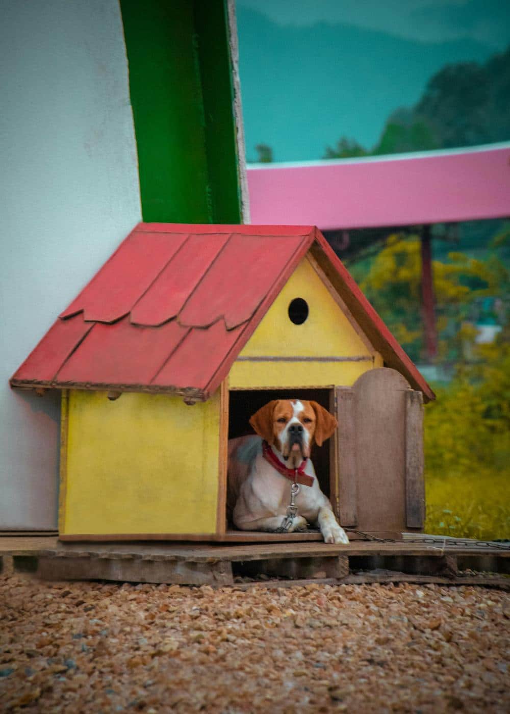 "My Little and Large solar heated dog house with mounted solar panel and insulated interior. Give your dog safe, year-round warmth—click to shop DIY kits."