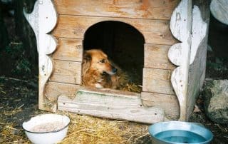 "Golden retriever resting inside a solar heated dog house by My Little and Large. High-efficiency solar panels and insulation offer year-round comfort. Click to explore premium models."