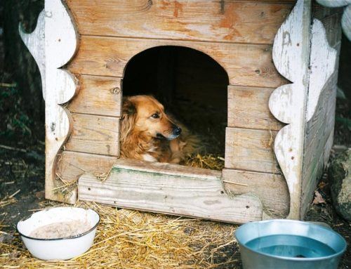 Solar Heated Dog Houses: Real-World Tested Picks