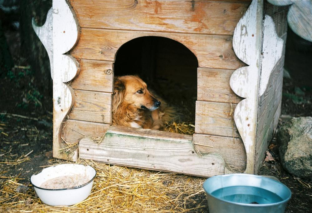 "Golden retriever resting inside a solar heated dog house by My Little and Large. High-efficiency solar panels and insulation offer year-round comfort. Click to explore premium models."