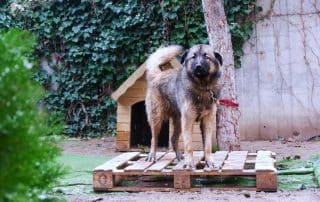 "DIY solar heated dog house built using My Little and Large plans—keeps pets warm, safe, and off-grid year-round. Tap to build your own today."