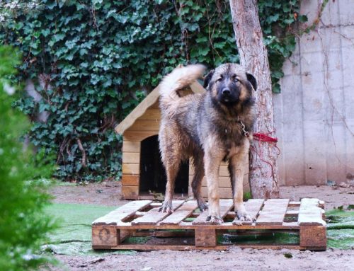 Free DIY Solar Heated Dog House Plans & Materials