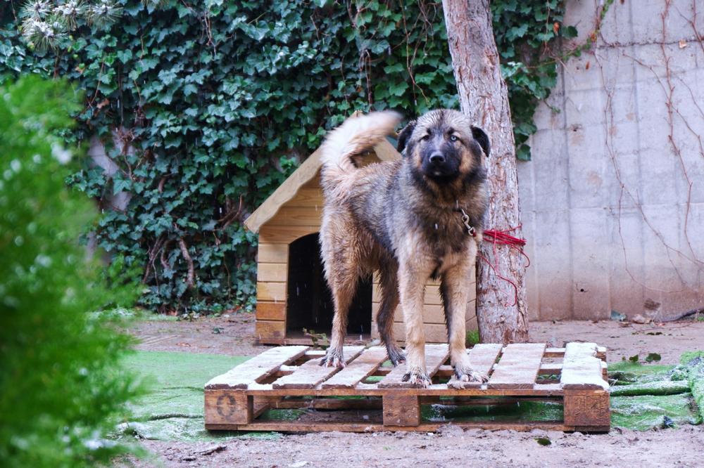 "DIY solar heated dog house built using My Little and Large plans—keeps pets warm, safe, and off-grid year-round. Tap to build your own today."