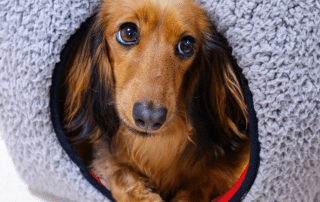 "Close-up of My Little and Large solar heated dog house system with solar panel and battery. Give your pet reliable warmth—click to view the full kit."