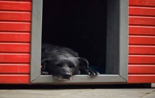 "Converted dog house with solar panel from My Little and Large providing off-grid pet warmth—keep your dog safe and warm today."