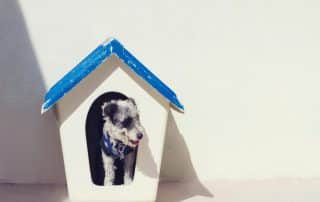 "Side-by-side image of solar heated dog house vs. electric version by My Little and Large—see which heating system is safest and most efficient for your pet."