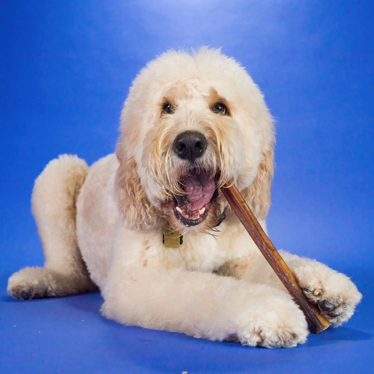 Goldendoodle happily chewing a long-lasting Best Bully Stick