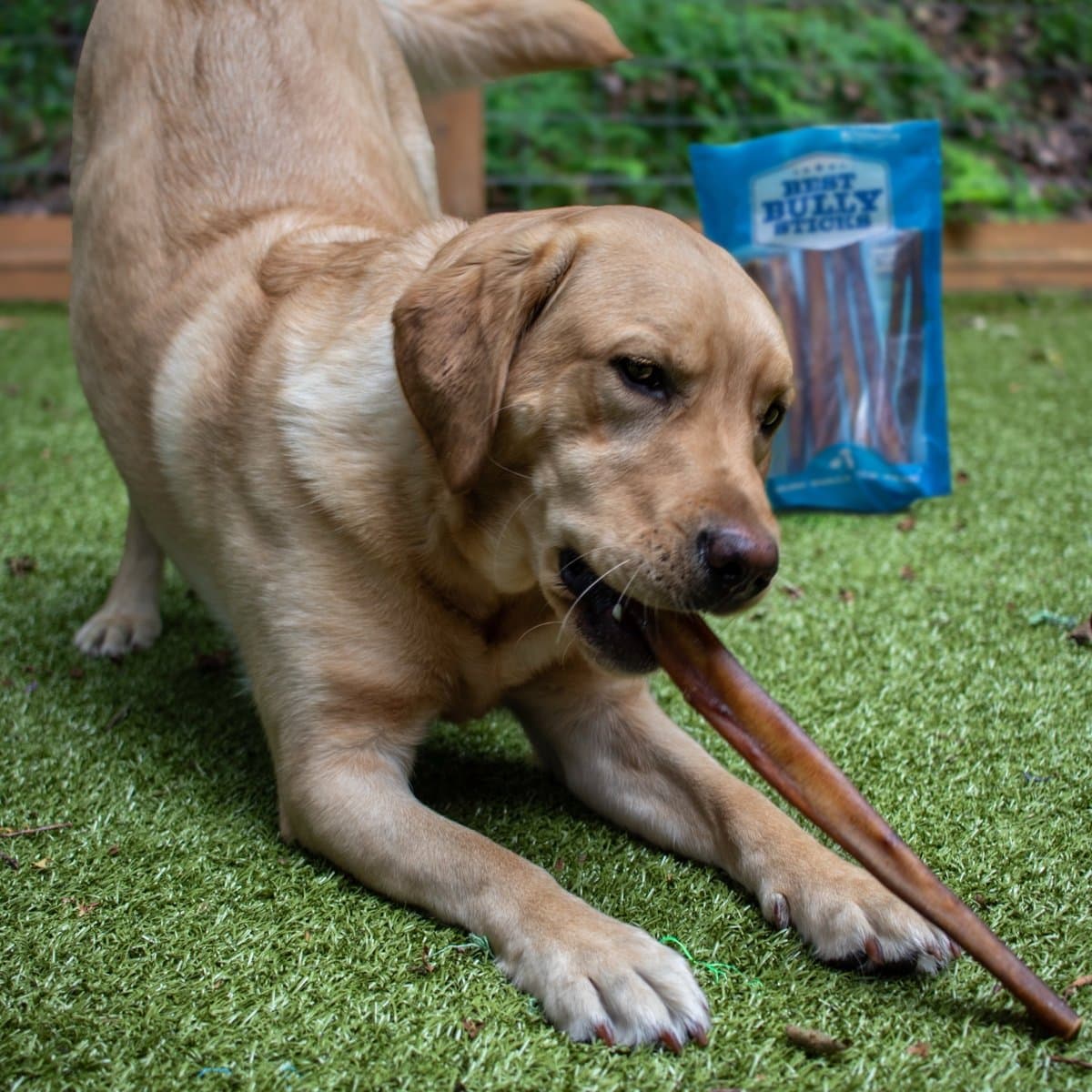 Labrador chewing a 12-inch Best Bully Stick on grass
