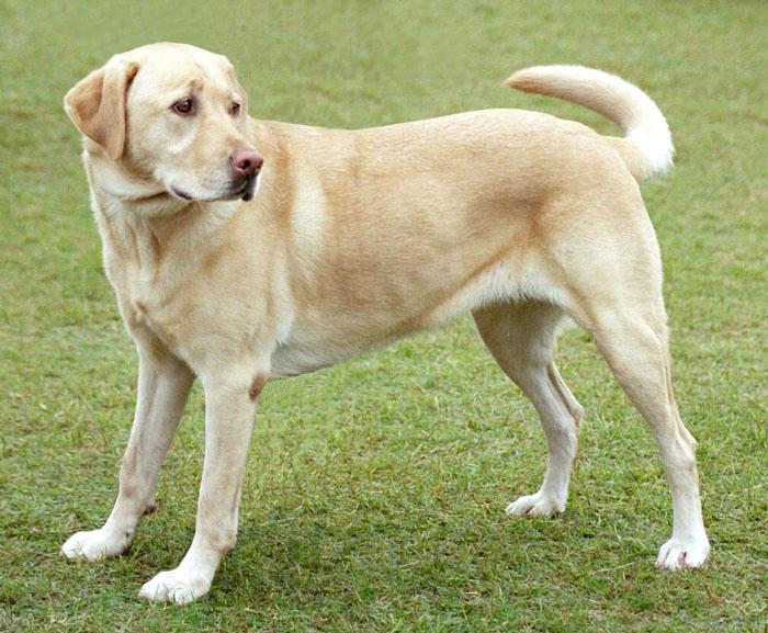 Best harness for a Labrador — a yellow Labrador Retriever standing outdoors, the strong broad-chested build that needs a no-pull harness sized to its chest girth