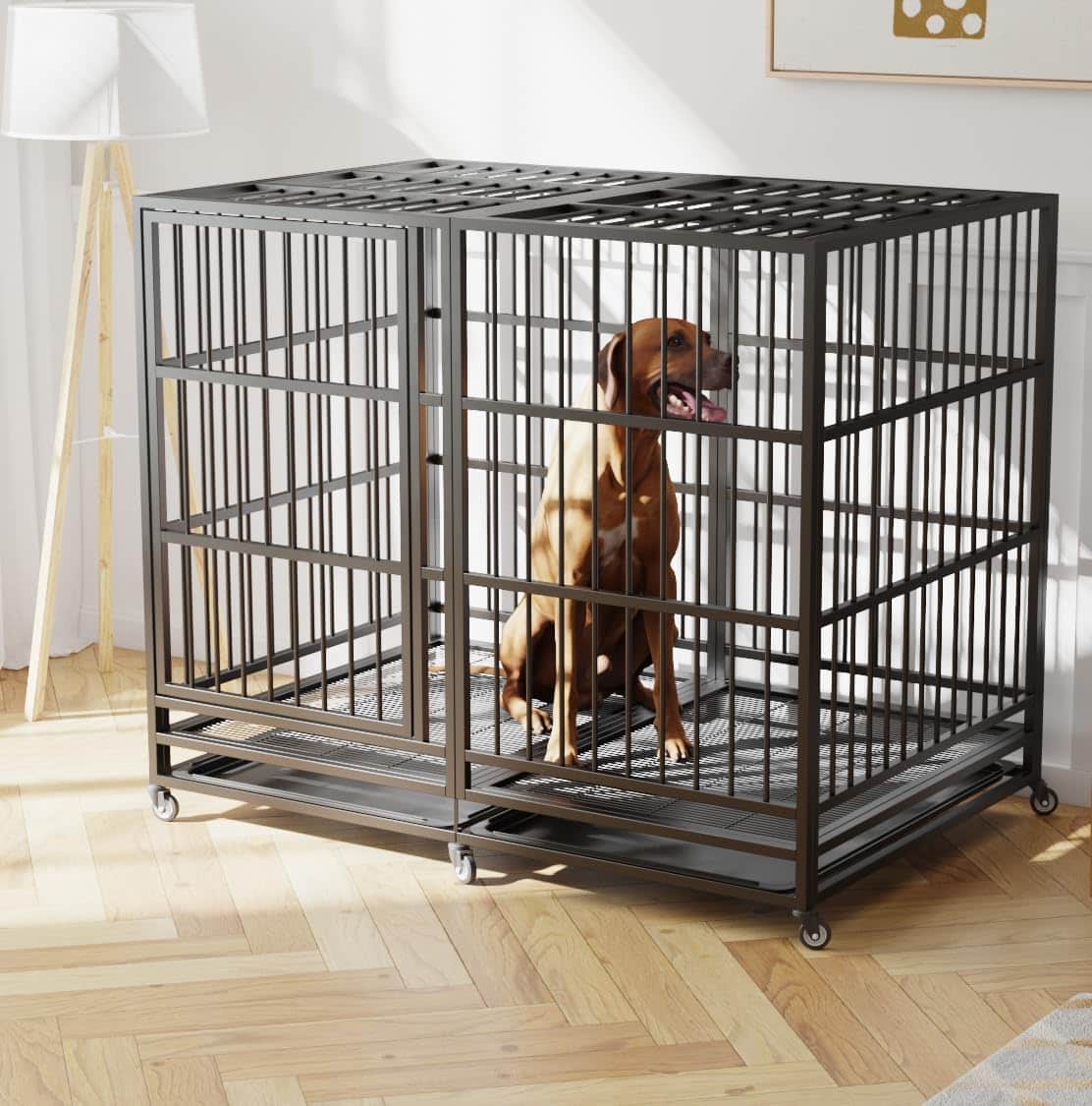 54-inch heavy-duty wire dog crate for an extra-large male Cane Corso over 110 pounds