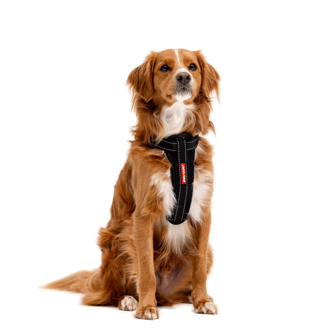EzyDog Chest Plate harness foam chest plate front view