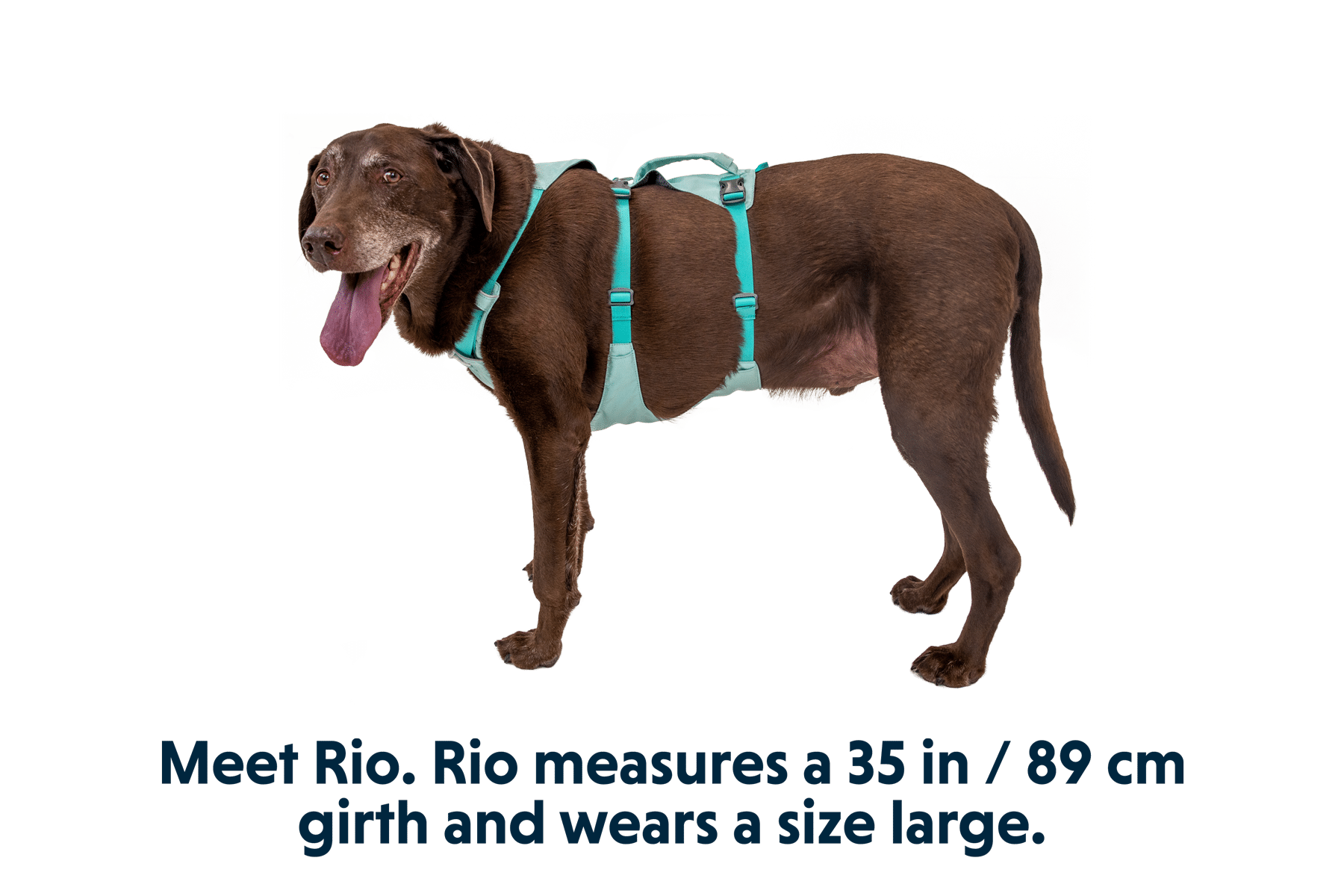 Ruffwear Flagline harness with lift handle on a large dog