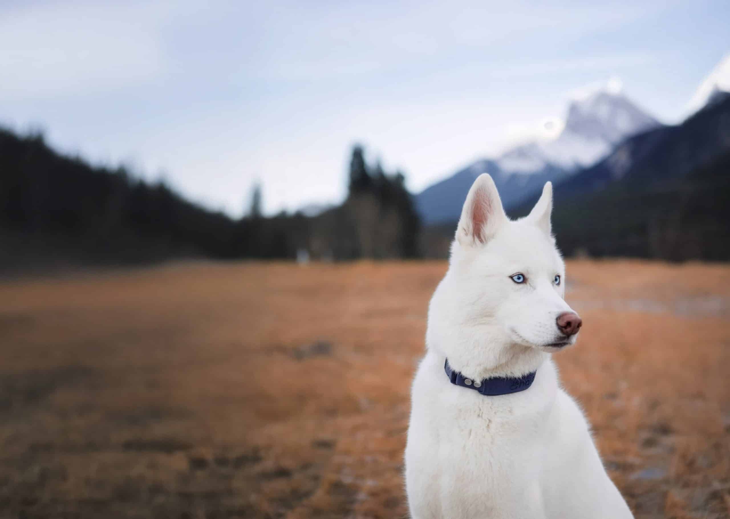 White husky wearing a navy Halo Collar 4 GPS dog fence collar in a mountain meadow