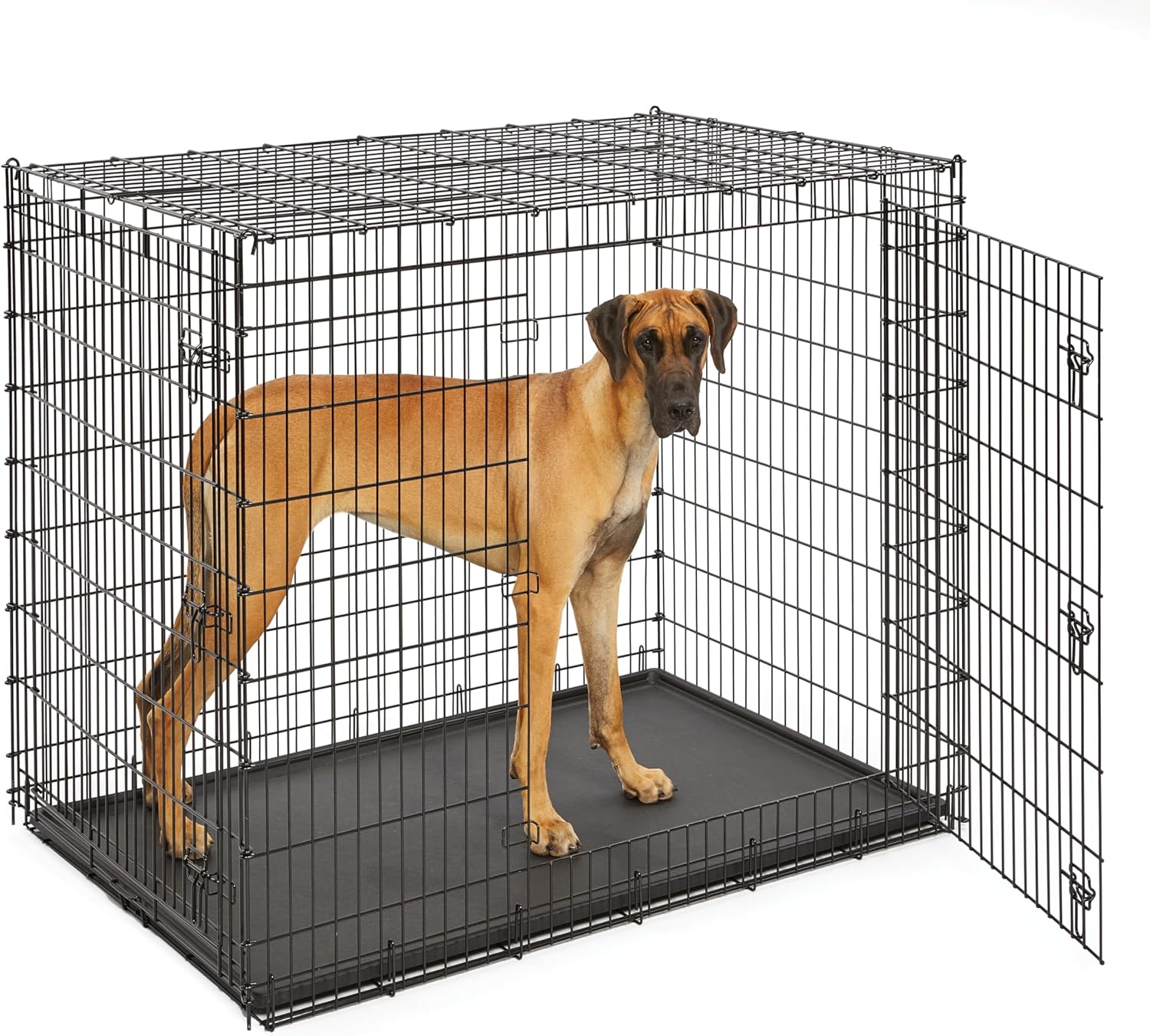 MidWest Solutions 54-inch drop-pin double-door wire dog crate for giant breeds over 100 lbs — the right crate size for a Great Dane