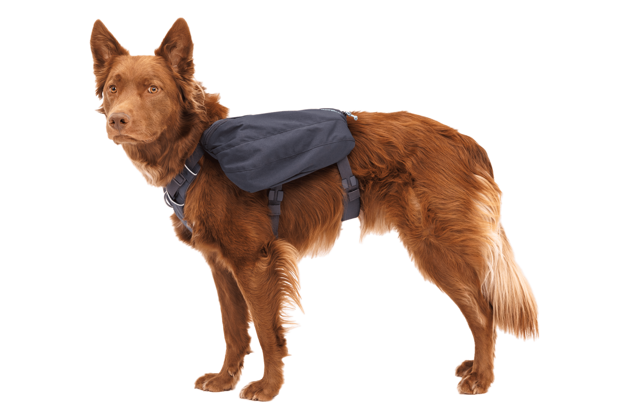 Dog wearing the Ruffwear Front Range Day Pack backpack outdoors on a hike